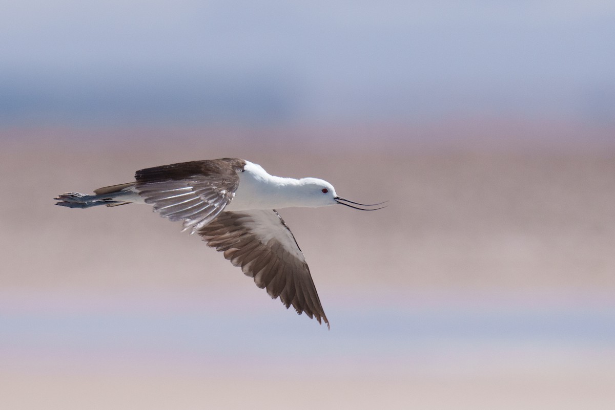 Andean Avocet - ML627176717