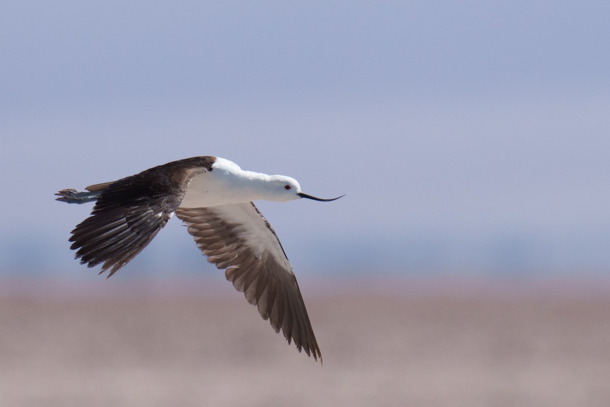 Andean Avocet - ML627176718