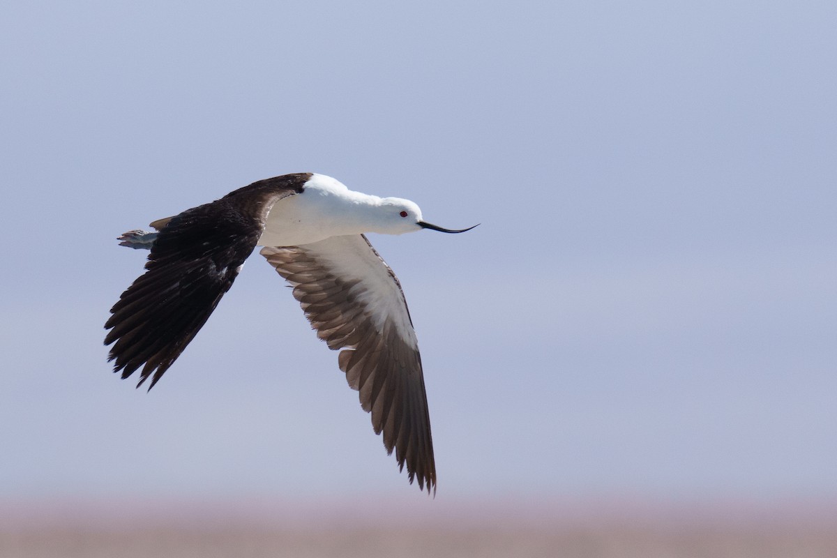 Andean Avocet - ML627176719