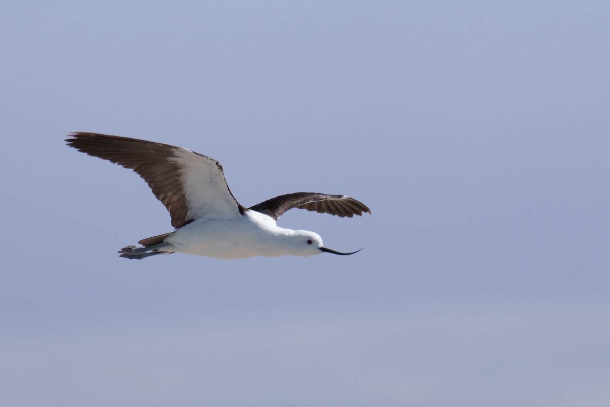 Andean Avocet - ML627176720