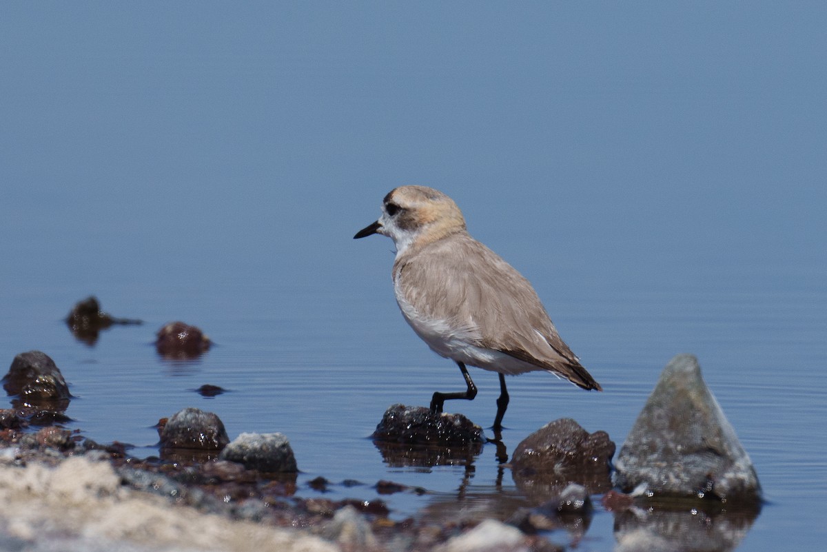 Puna Plover - ML627176968