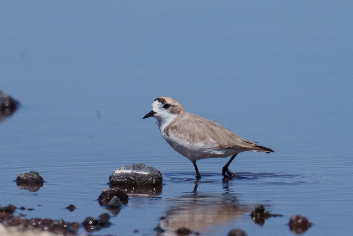 Puna Plover - ML627176969