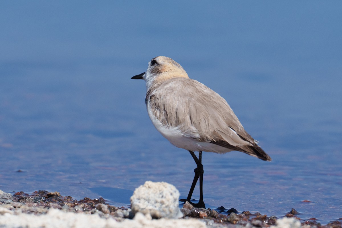 Puna Plover - ML627176970