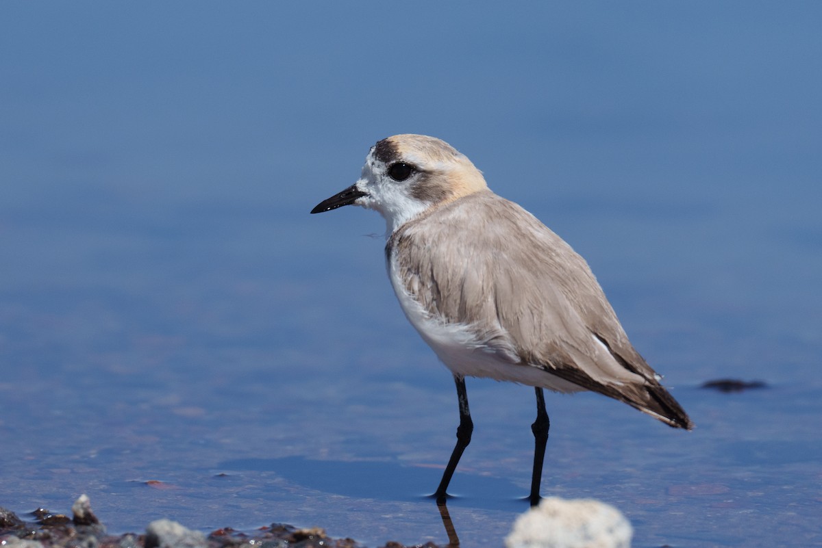 Puna Plover - ML627176973
