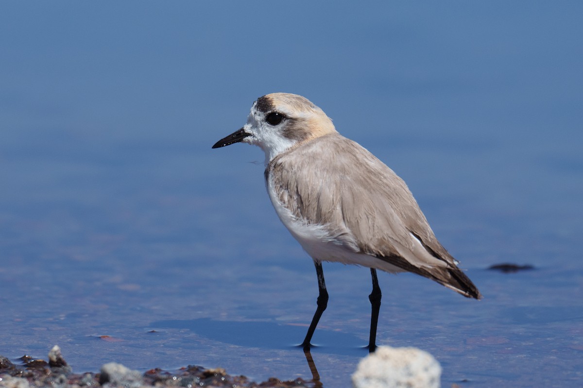 Puna Plover - ML627176974