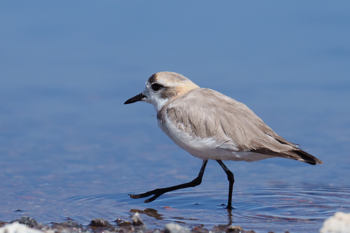 Puna Plover - ML627176976