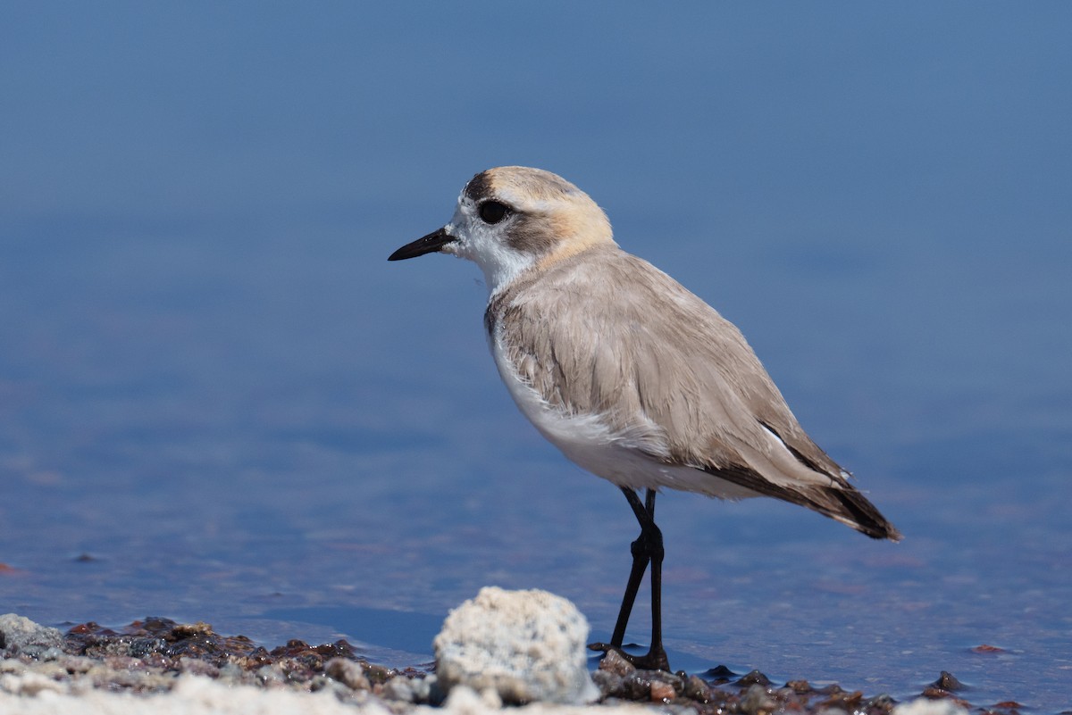 Puna Plover - ML627176977