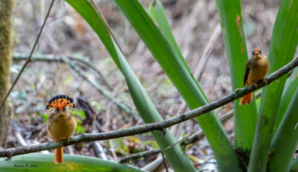 Atlantic Royal Flycatcher - ML627177147