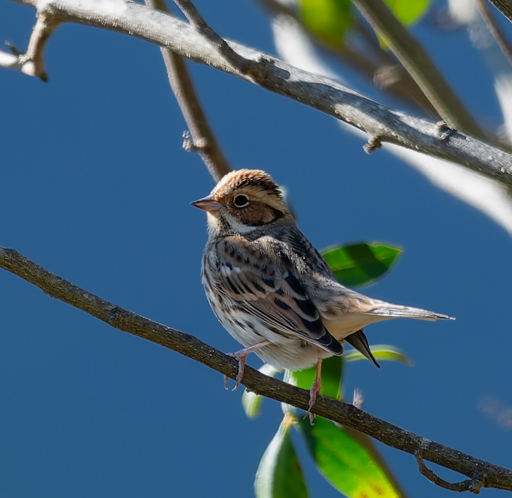 Little Bunting - ML627177214