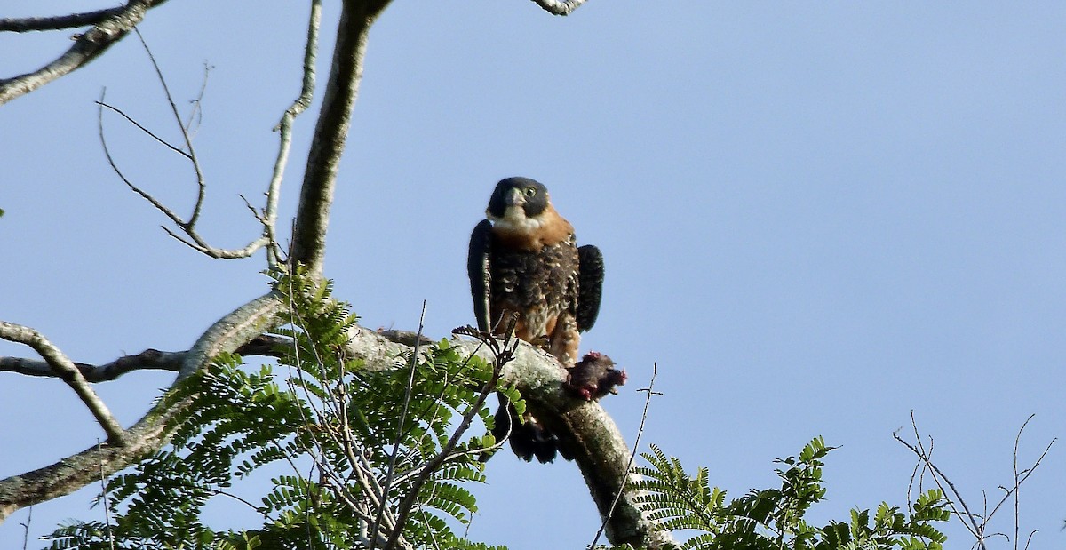 Orange-breasted Falcon - ML627177233