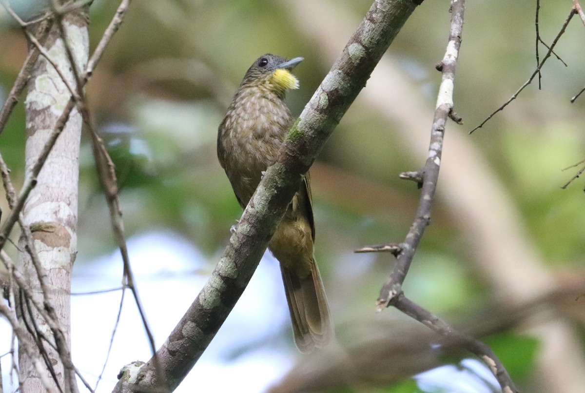 Western Bearded-Greenbul - ML627177268
