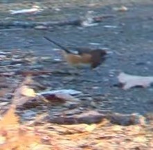 Eastern Towhee - ML627177300