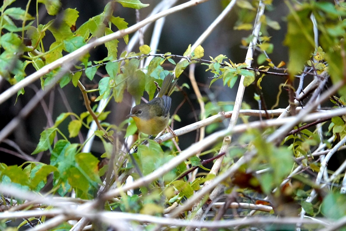 Common Yellowthroat - ML627177406
