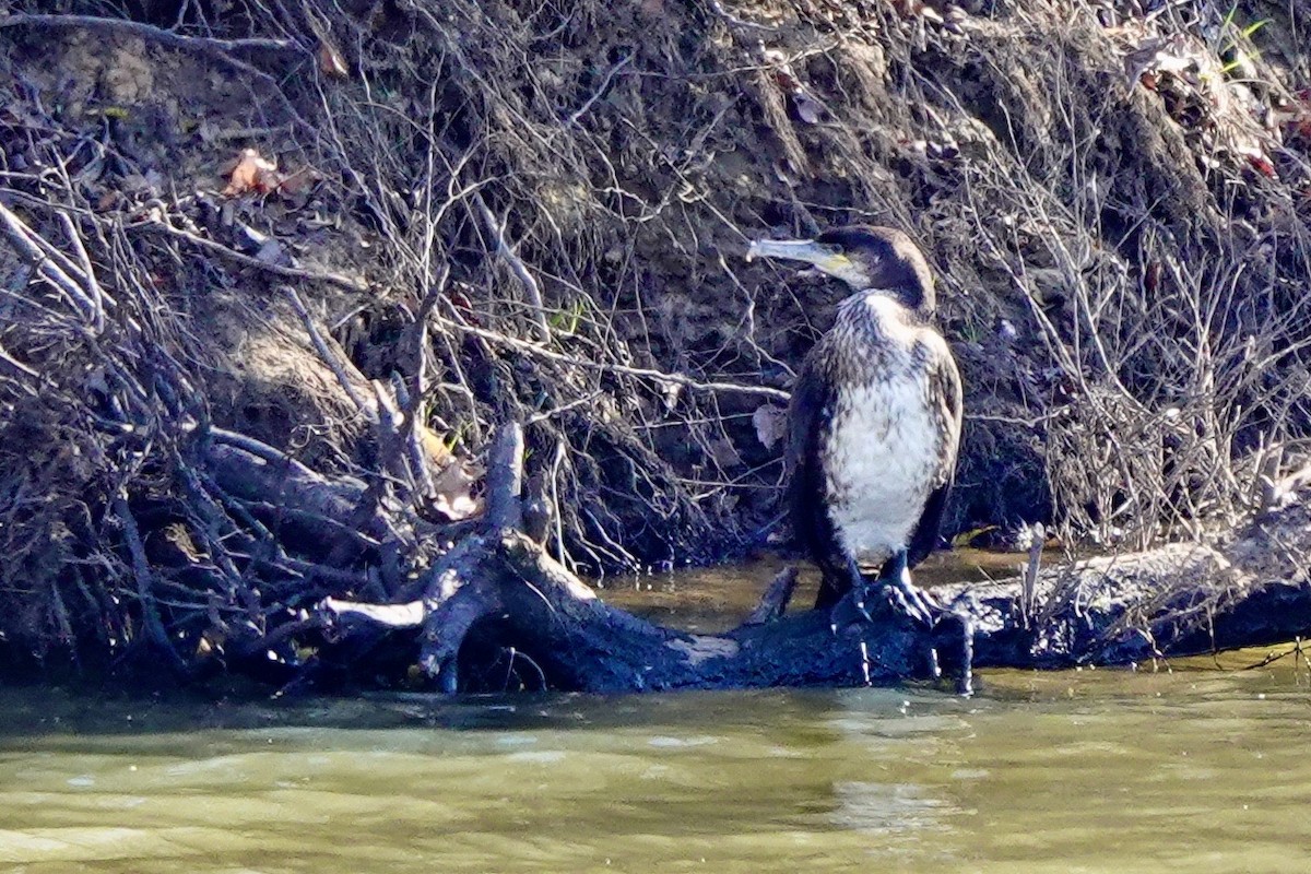 Great Cormorant - ML627177518