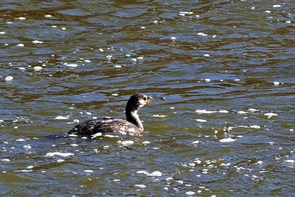 Great Cormorant - ML627177519