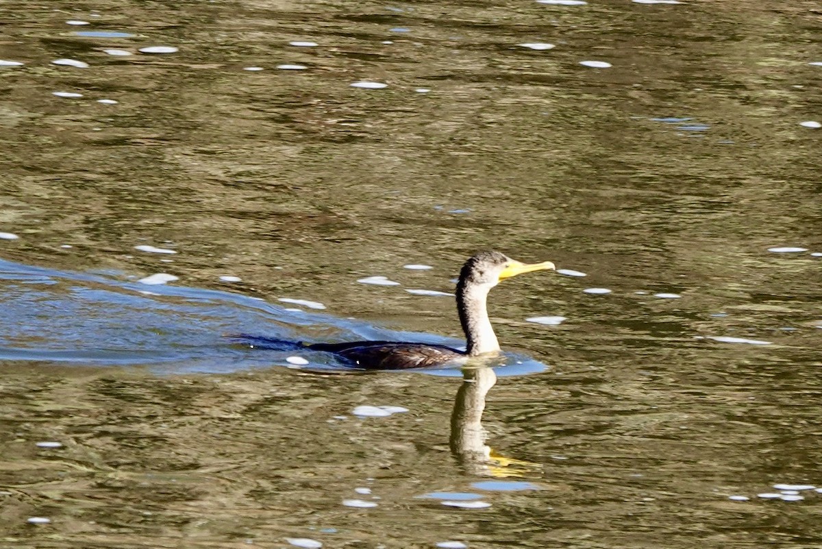 Great Cormorant - ML627177520