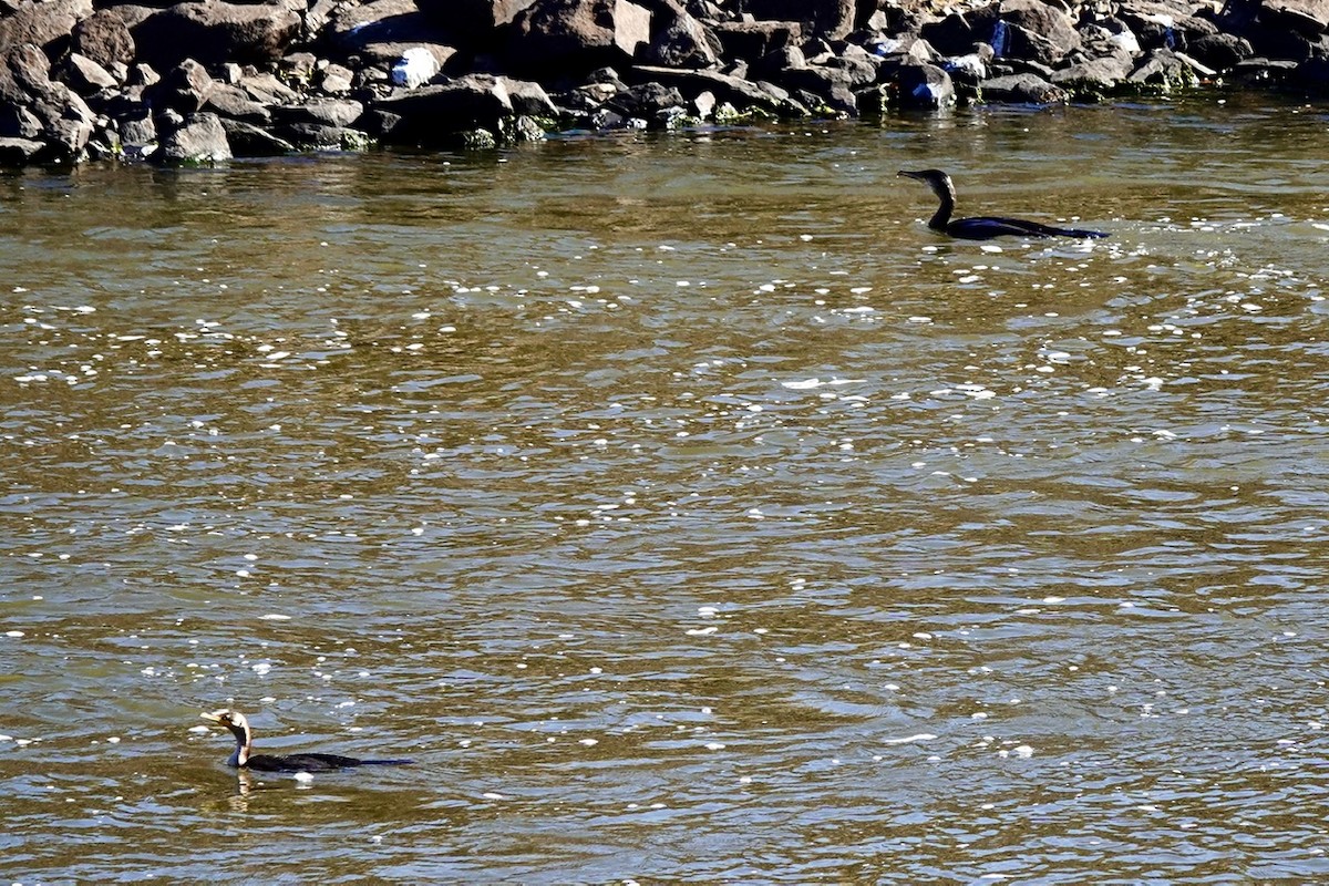 Great Cormorant - ML627177521