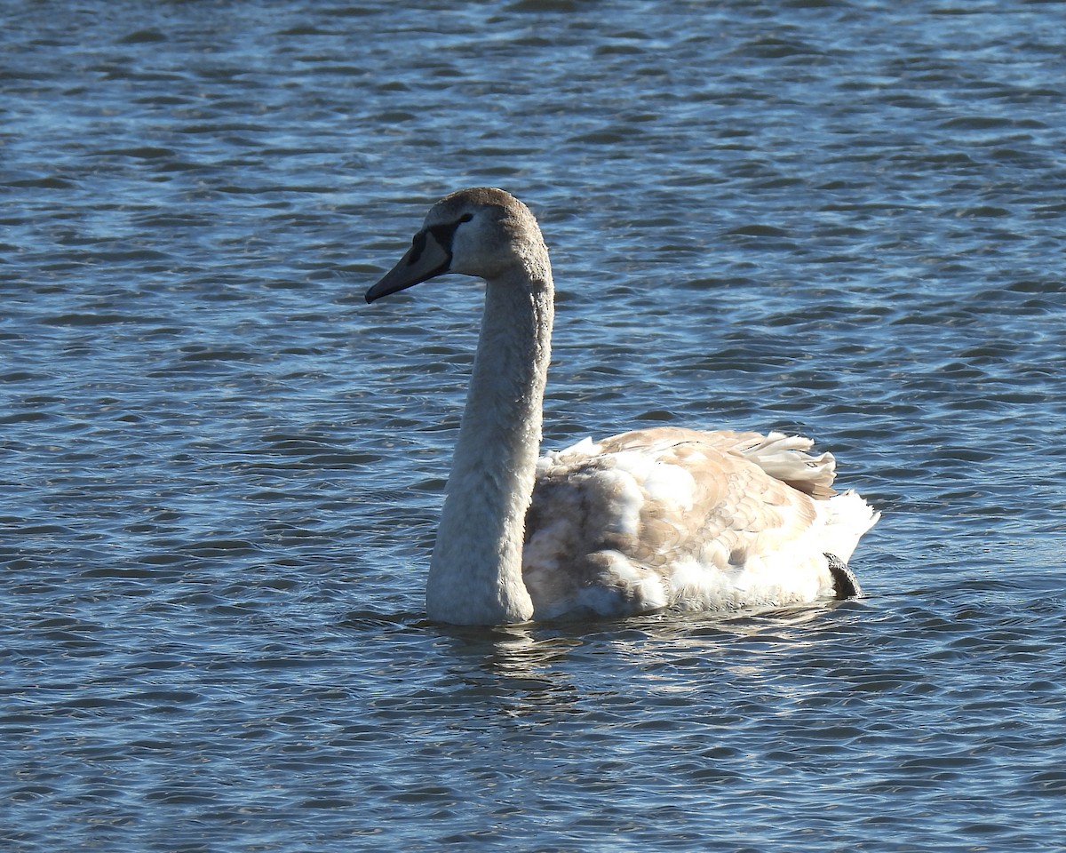 Höckerschwan - ML627177800