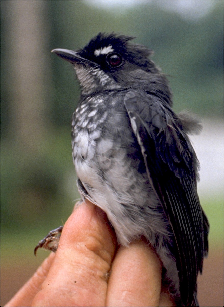 White-browed Forest-Flycatcher - Tommy Pedersen