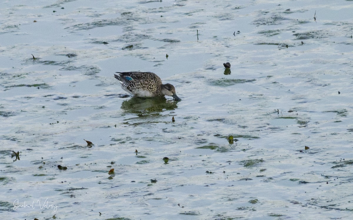Green-winged Teal - ML627177994