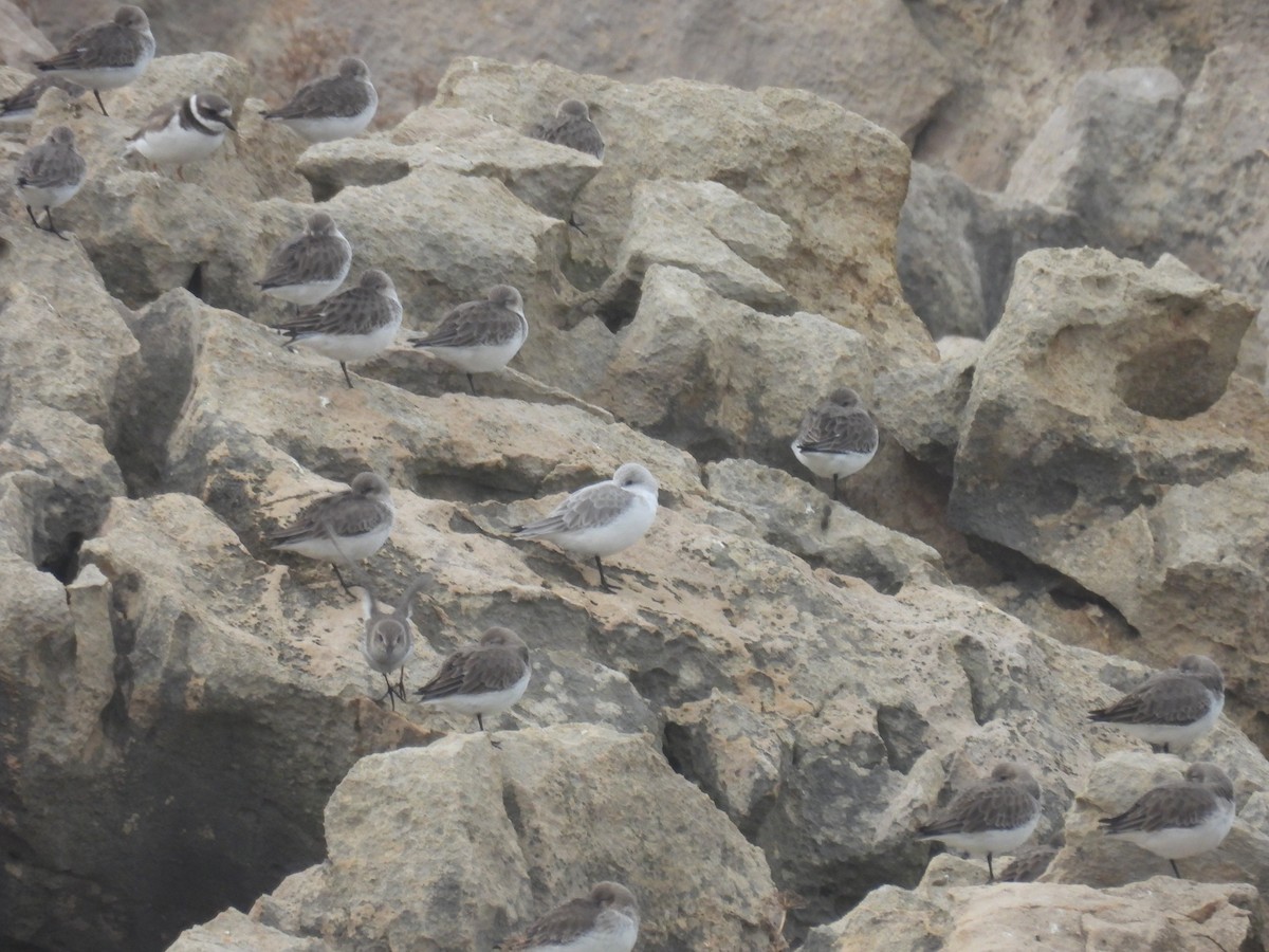 Sanderling - ML627178035