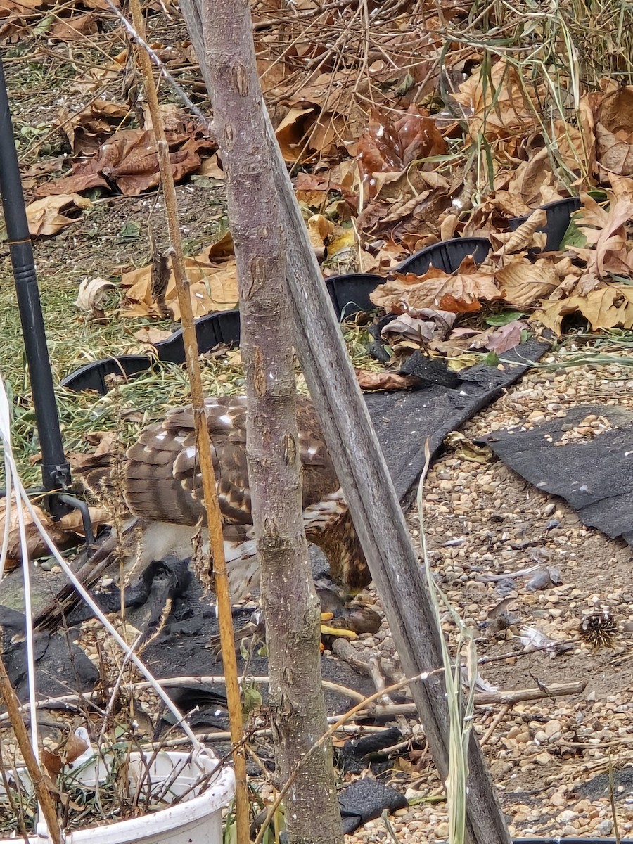 Cooper's Hawk - ML627178101