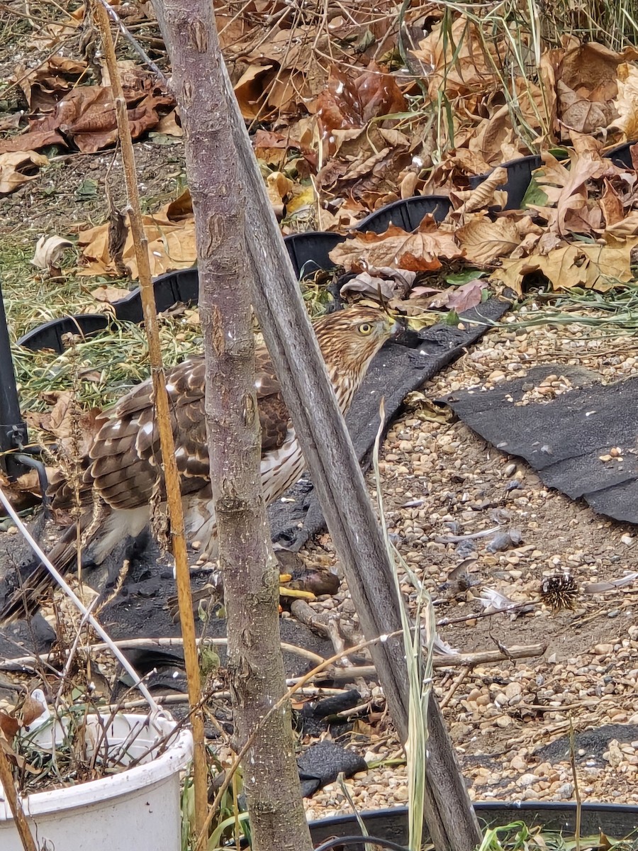 Cooper's Hawk - ML627178102