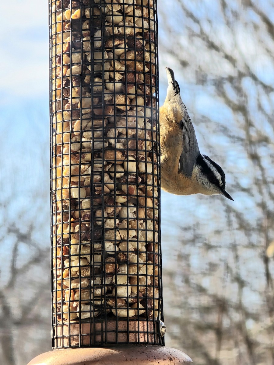 Red-breasted Nuthatch - ML627178175