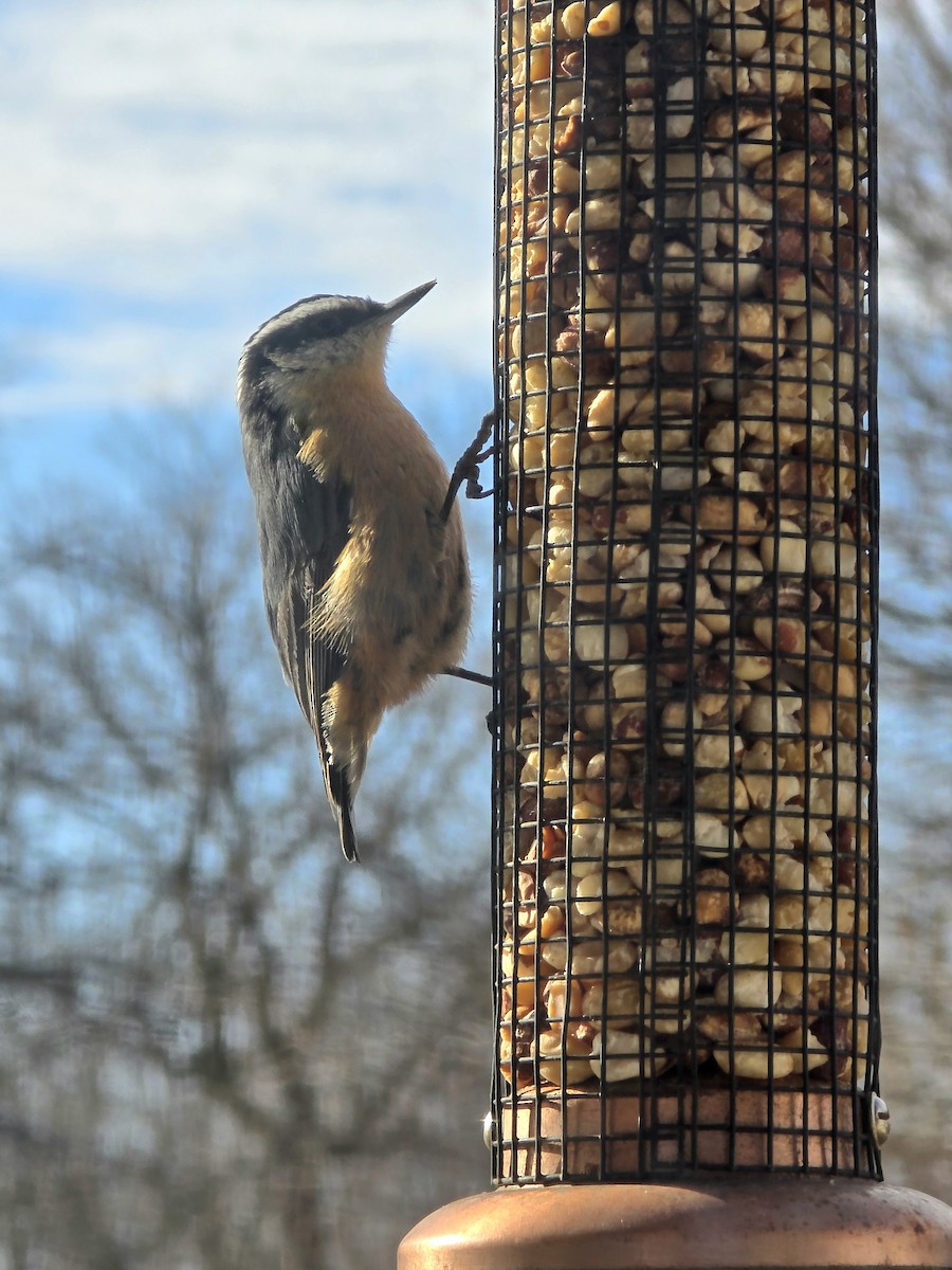 Red-breasted Nuthatch - ML627178176