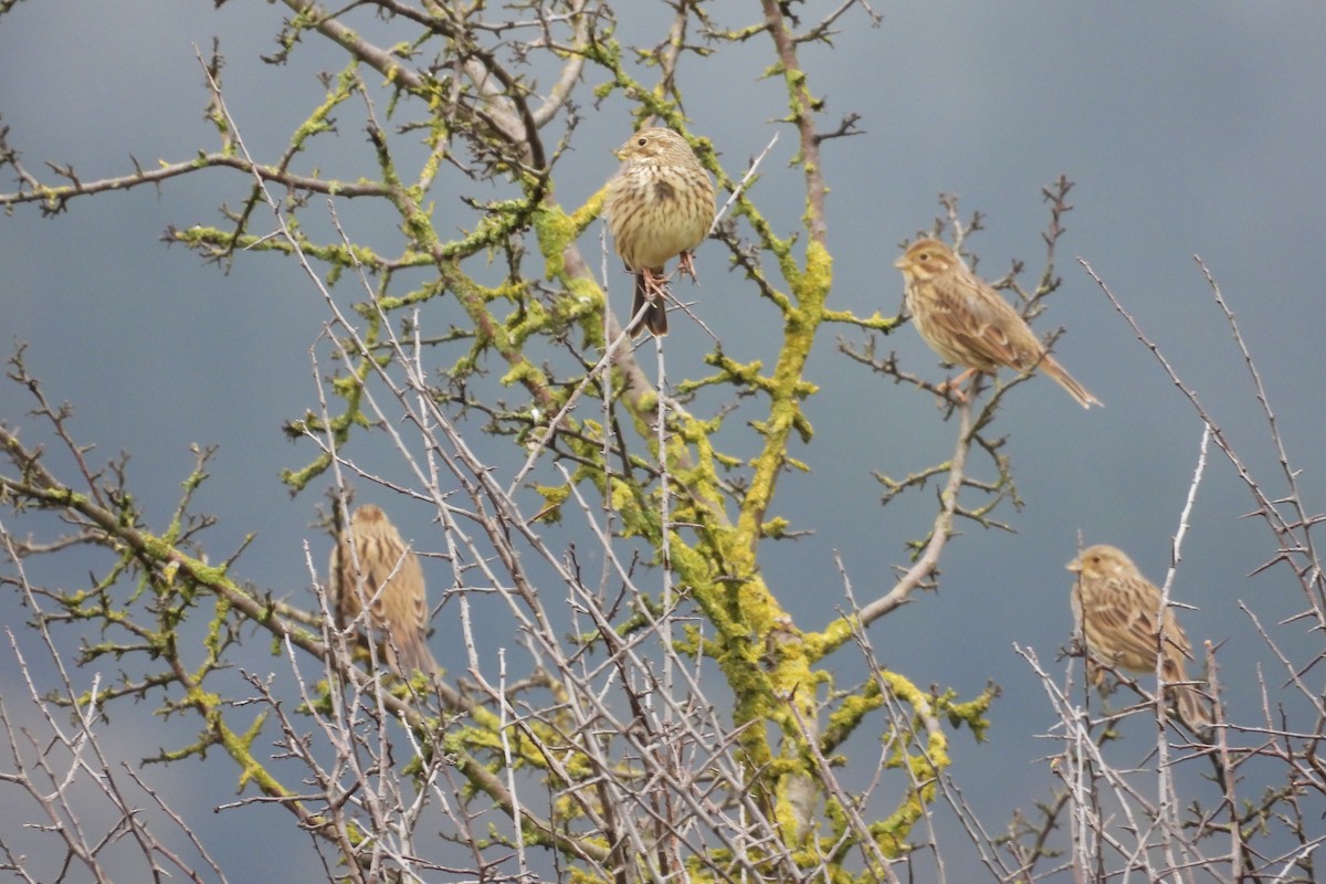 Corn Bunting - ML627178252