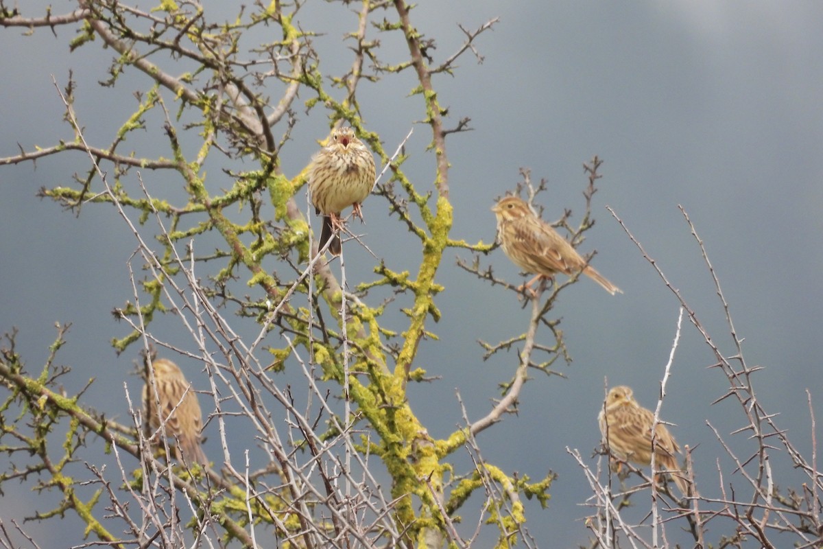 Corn Bunting - ML627178253