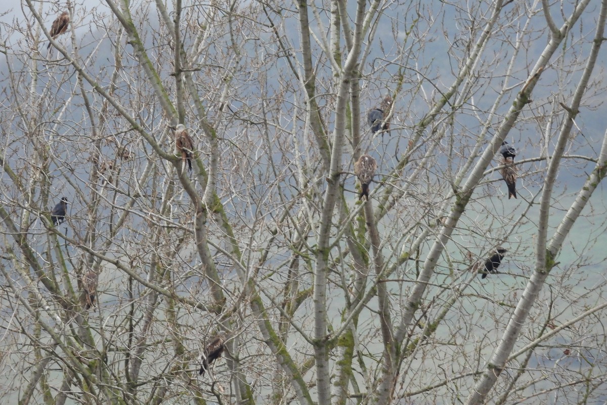 Red Kite - ML627178300