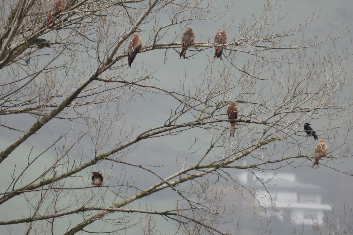 Red Kite - ML627178301
