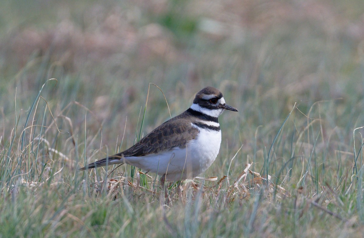 tobeltelo - ML627178373