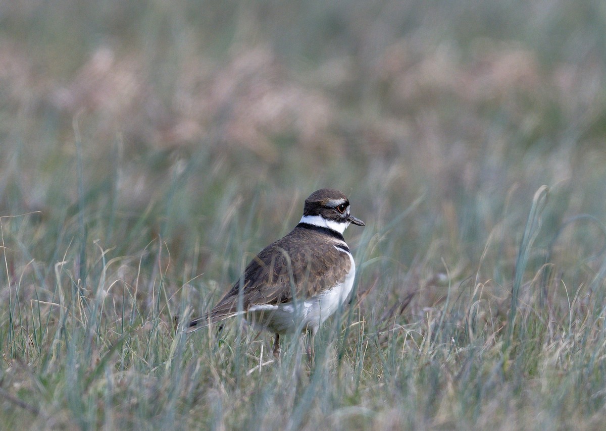 tobeltelo - ML627178374