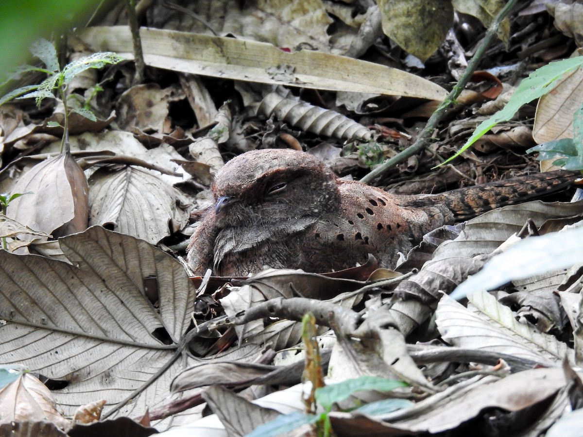 Ocellated Poorwill - ML627178459