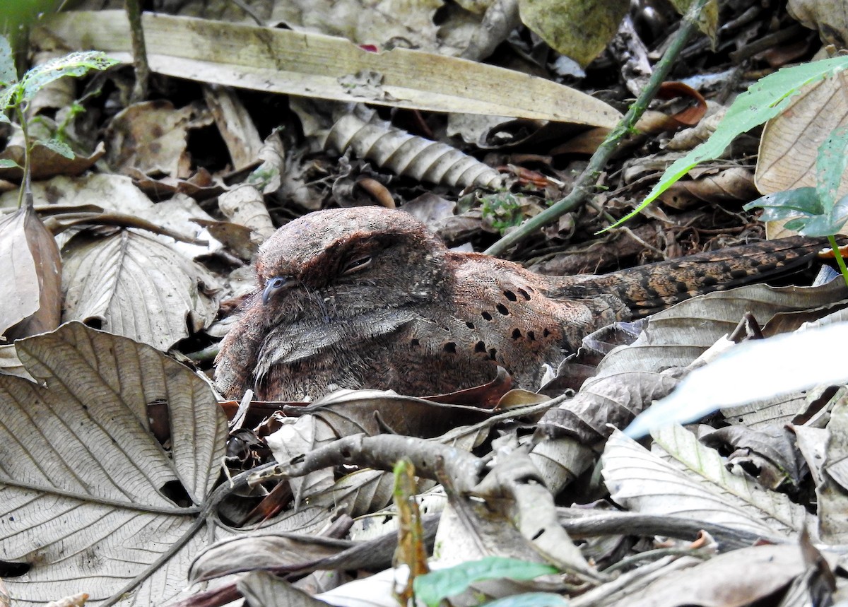 Ocellated Poorwill - ML627178461