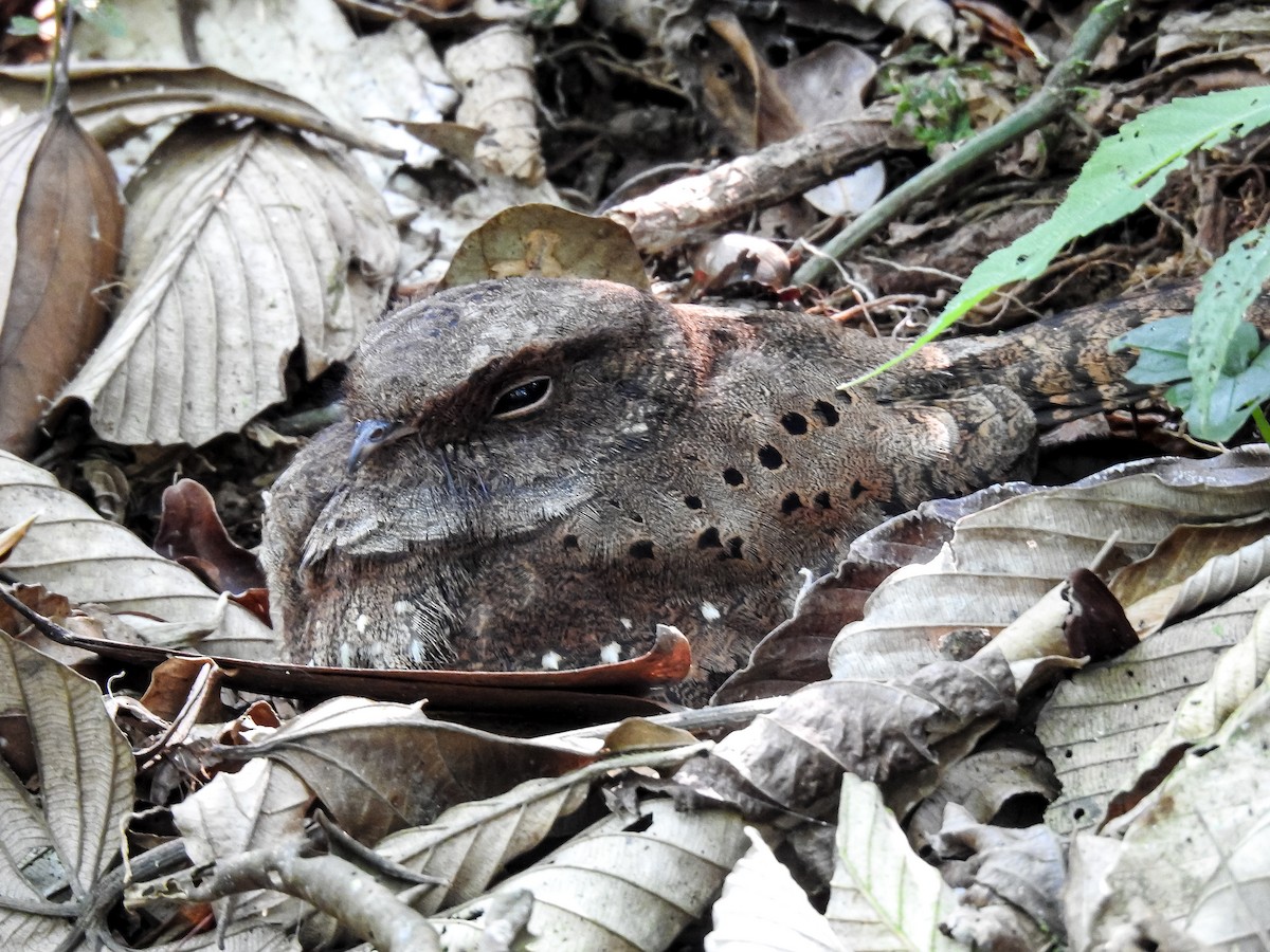 Ocellated Poorwill - ML627178462