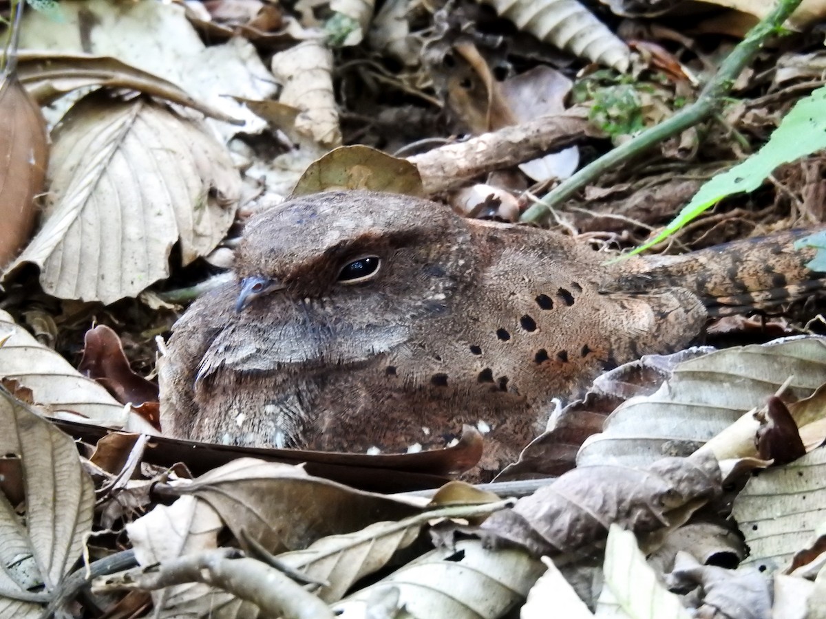 Ocellated Poorwill - ML627178463