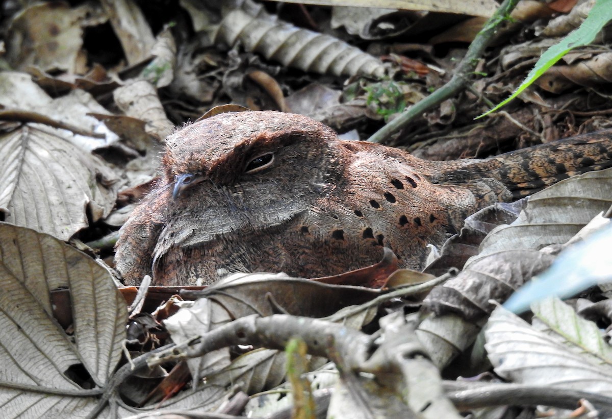 Ocellated Poorwill - ML627178465