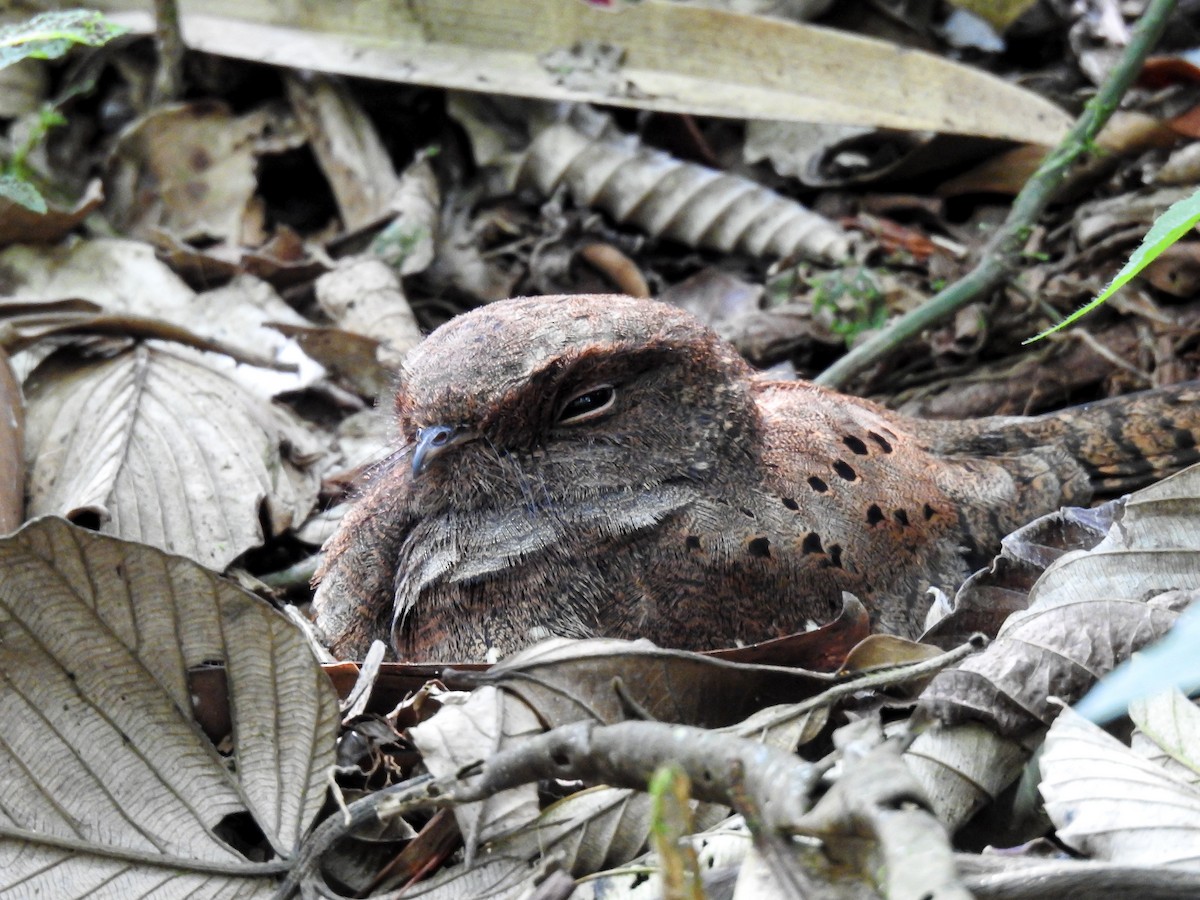 Ocellated Poorwill - ML627178466