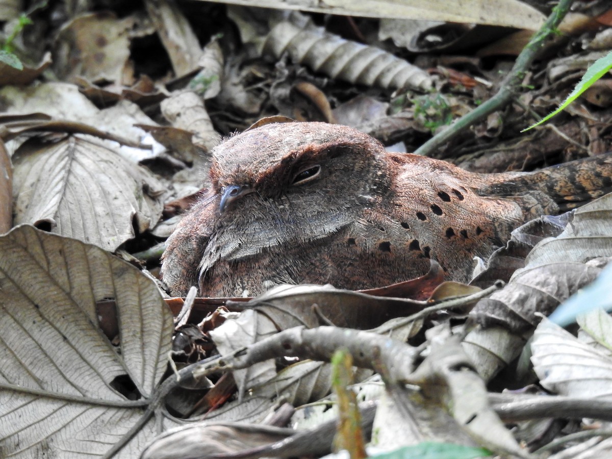 Ocellated Poorwill - ML627178468