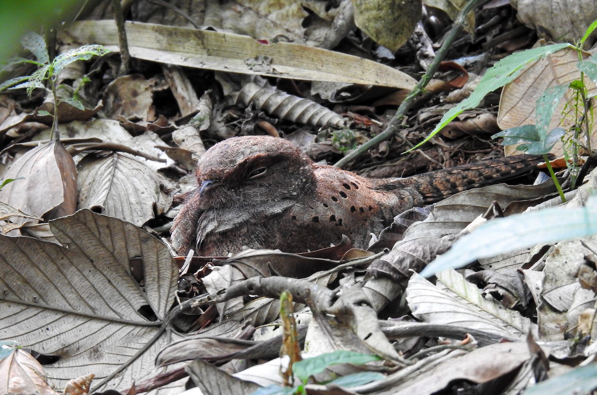 Ocellated Poorwill - ML627178469