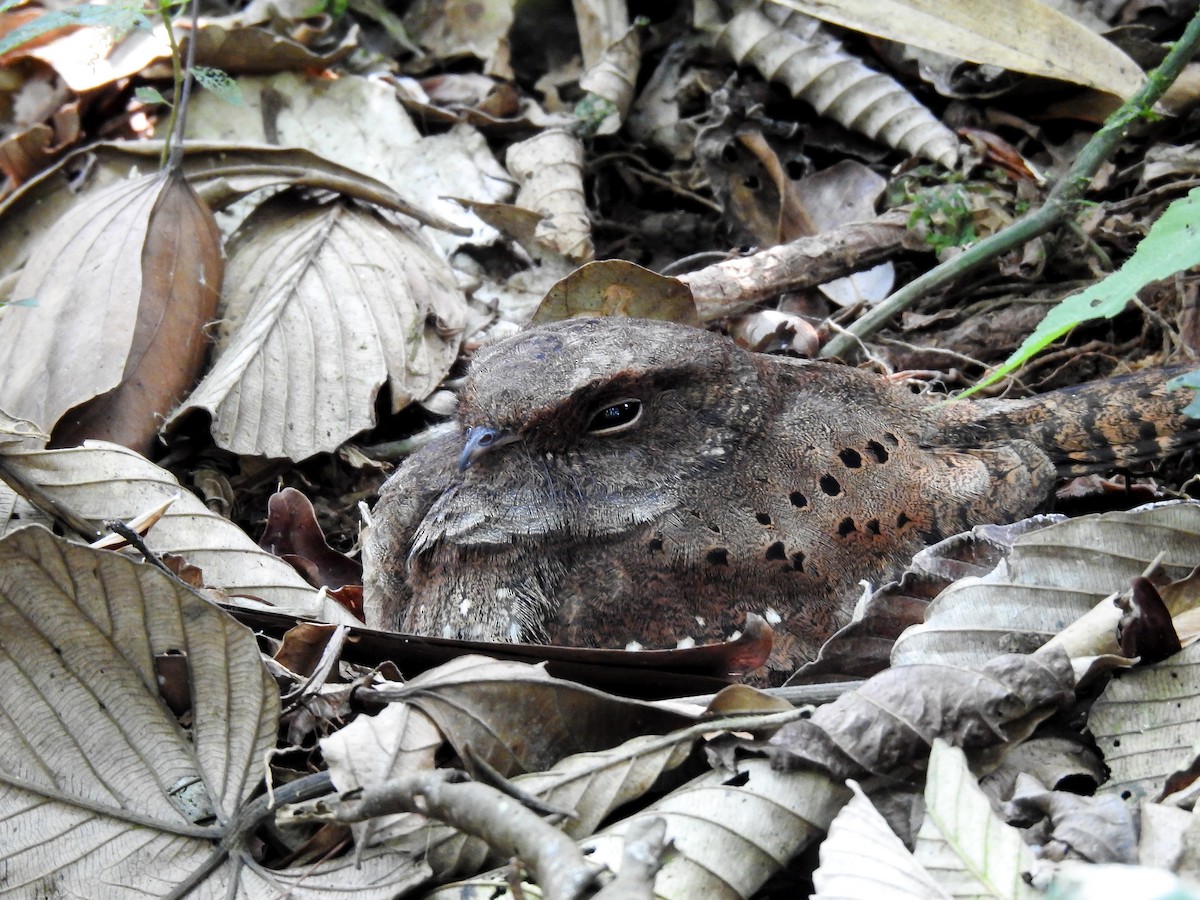 Ocellated Poorwill - ML627178472