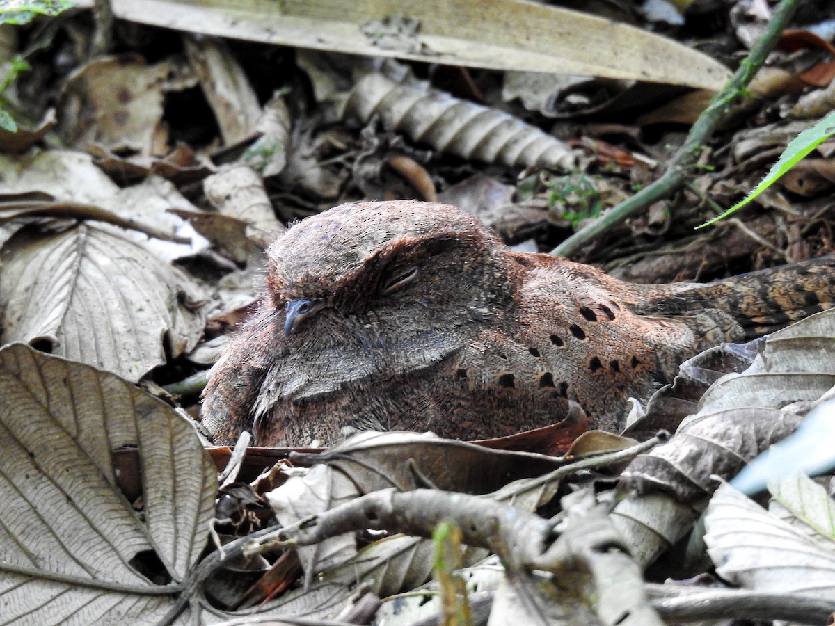 Ocellated Poorwill - ML627178476