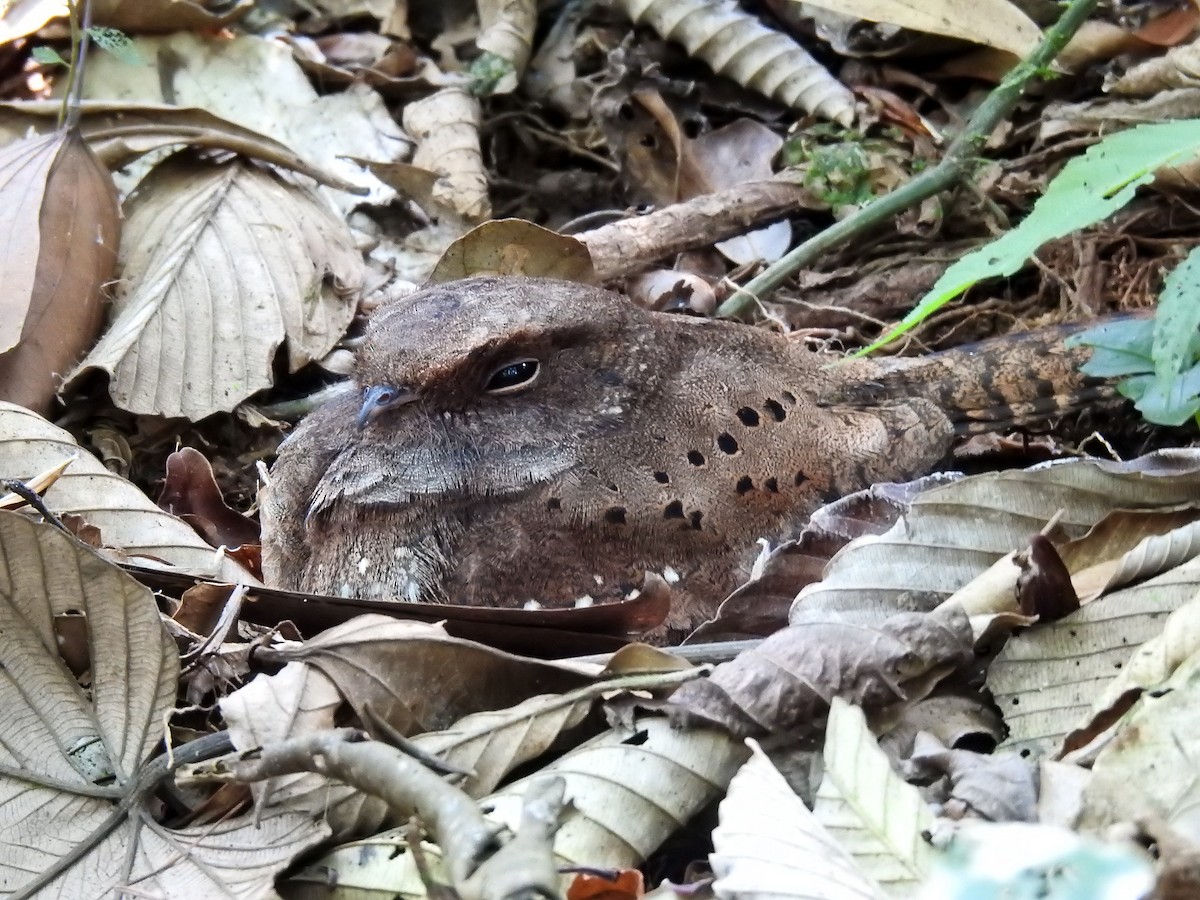 Ocellated Poorwill - ML627178477