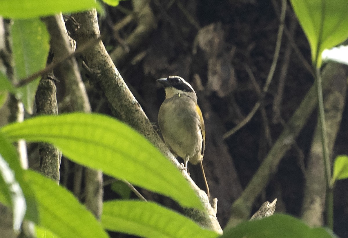 Pectoral Sparrow (Pectoral) - ML627178665