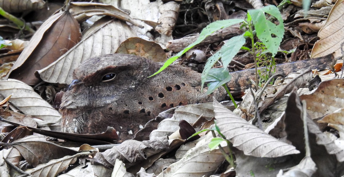 Ocellated Poorwill - ML627178684