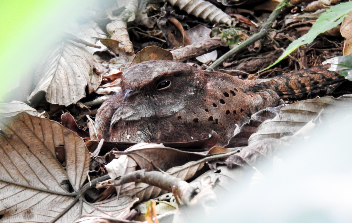 Ocellated Poorwill - ML627178690