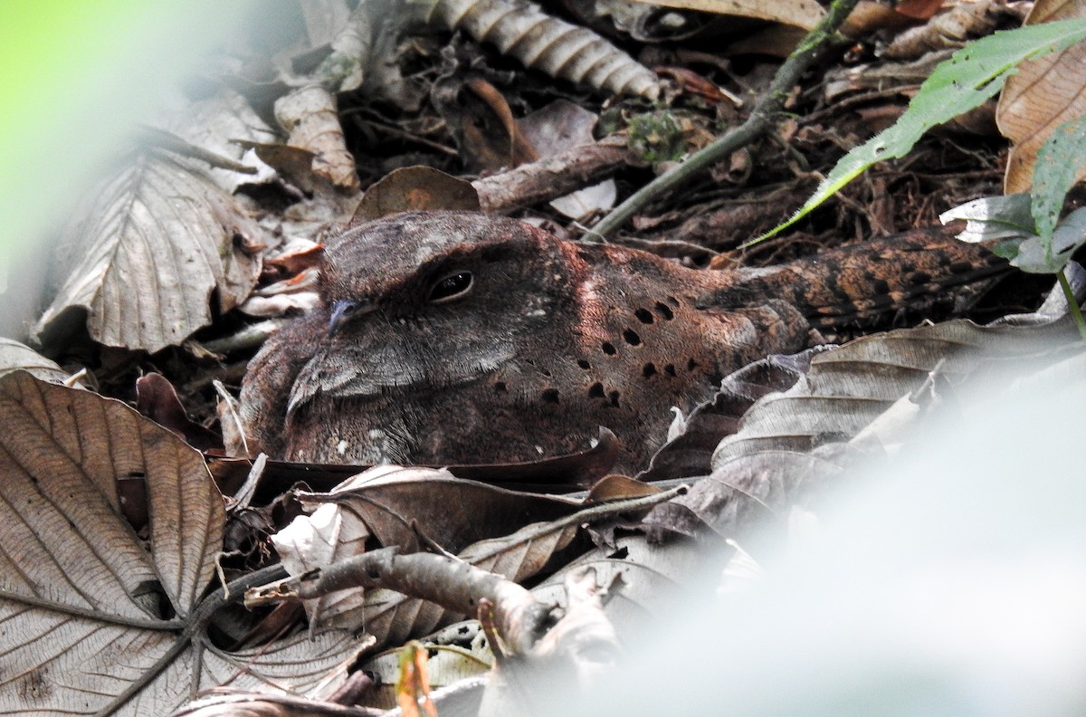 Ocellated Poorwill - ML627178691